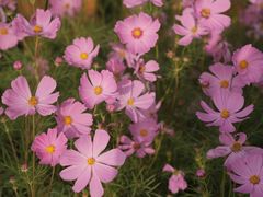 -花开海上生态园