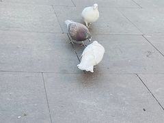 -中粮·祥云小镇