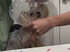-达爱动物医院·犬猫分区·CT·复杂眼科(远洋山水分院)