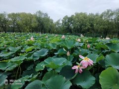 -长兴太湖图影湿地文化园