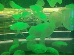 -石家庄海洋公园