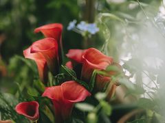 -INSDREAM FLOWER 鲜花预定·花艺培训