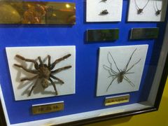 -上海昆虫博物馆
