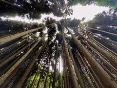 -武陵山森林公园