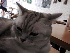 -平行世界·猫咖(首经贸店)