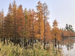 -白鹭湾湿地公园