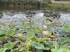 -两河城市森林公园