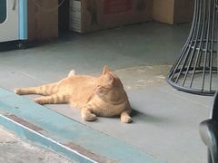 -喵屿·大理花园猫咖