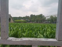 -三圣花乡旅游区