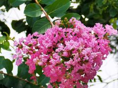 -武汉紫薇都市田园