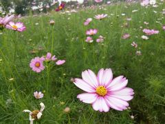 -杭州湾海上花田景区