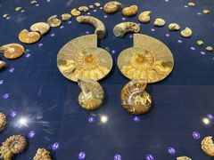 -青岛贝壳博物馆