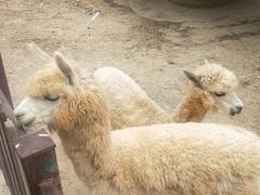 -泉州海丝野生动物世界