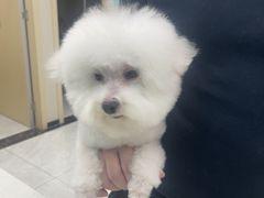 -安安宠医宠物医院·异宠·犬猫内科(岳阳分院)