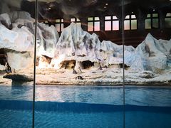 -帝企鹅自助餐厅•儿童岛•真企鹅(长隆企鹅酒店)