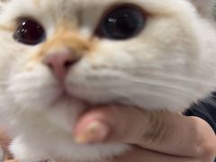 -宠颐生宠物医院·犬猫全科·皮肤科(商业街店)