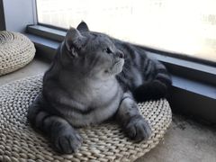 -Cappucimeow猫咪咖啡馆(韦伯时代店)
