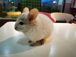 -Moni星球萌宠·小马宝莉·灵蛇·高端高阶全萌宠互动体验俱乐部(红豆国际广场店)