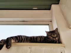 -喵屿·大理花园猫咖