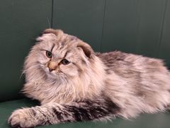 -安格丽娜·狗咖·猫咖羊驼咖(春熙路百盛商场店)