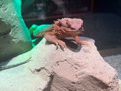 -帕帕拉兹宠物(亚洲旗舰店)