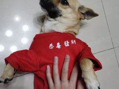 -宠福鑫康馨动物医院·骨科·眼科