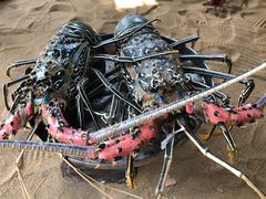 -Green Lobster Waskaduwa Seafood Restaurant