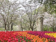 -九曜山
