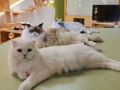-猫和宫(六道口店)