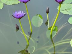 -国家植物园南园