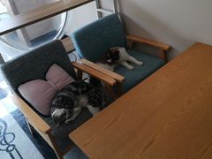 -有猫儿腻咖啡厅.猫咖