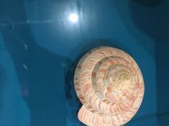-青岛贝壳博物馆