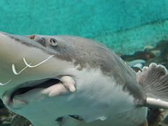 -太平洋海底世界