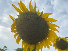 -光明小镇欢乐田园