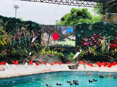 -广州长隆飞鸟乐园