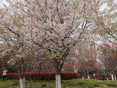-高东镇樱花园