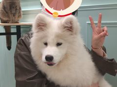 -安格丽娜·狗咖·猫咖羊驼咖(春熙路百盛商场店)