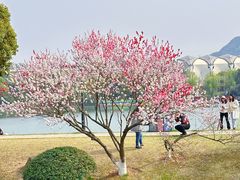 -羊山湖公园