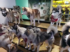 -Husky Go! 哈士奇体验馆·宠物咖啡厅狗咖