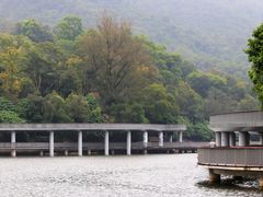 -银湖山郊野公园-相思林