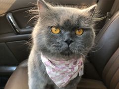 -宠爱国际动物医院· 猫科· 外科·中兽医(长白店)