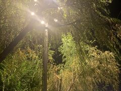 -洛佩塔蛋糕