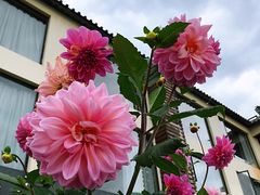 -大理老字号·舟渔的鱼野生菌海景餐厅(双廊店)