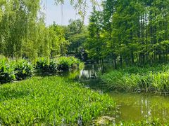 -贡湖湾湿地公园