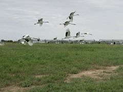 -盐城丹顶鹤湿地生态旅游区