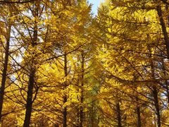 -塞罕坝国家级自然保护区