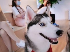 -Husky Go! 哈士奇体验馆·宠物咖啡厅狗咖
