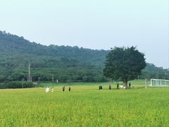 -艾米稻香小镇