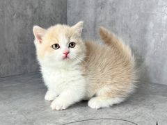 -小猫来了·猫舍(红山六九七九店)