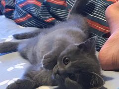 -喵zoo家庭繁育猫舍(尖东智能花园店)